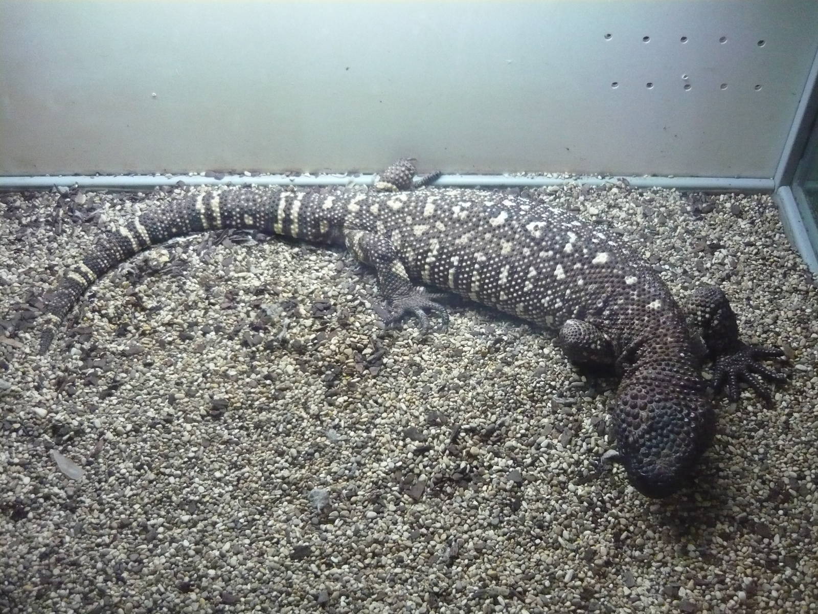 Beaded lizard (Heloderma horridum)