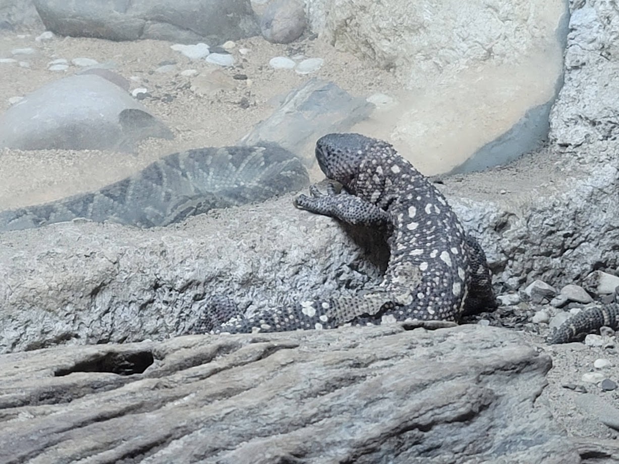 Beaded Lizard Inspecting a Neotropical Rattlesnake