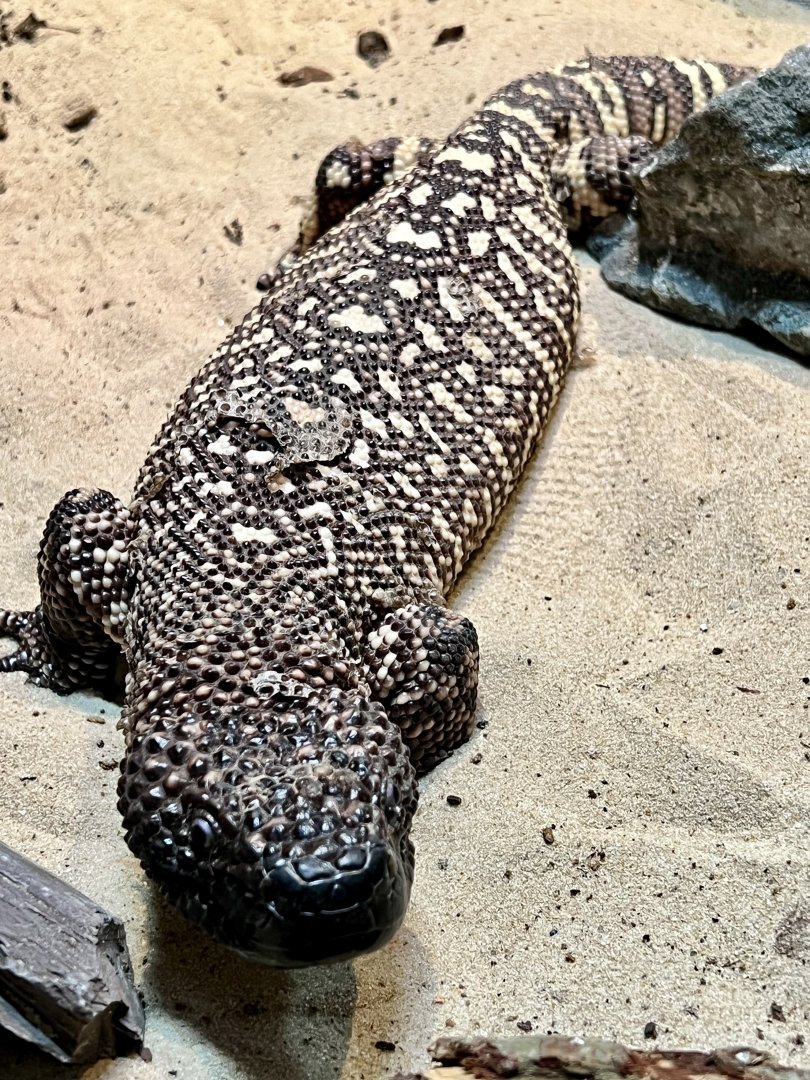 Beaded lizard, Jalapeño