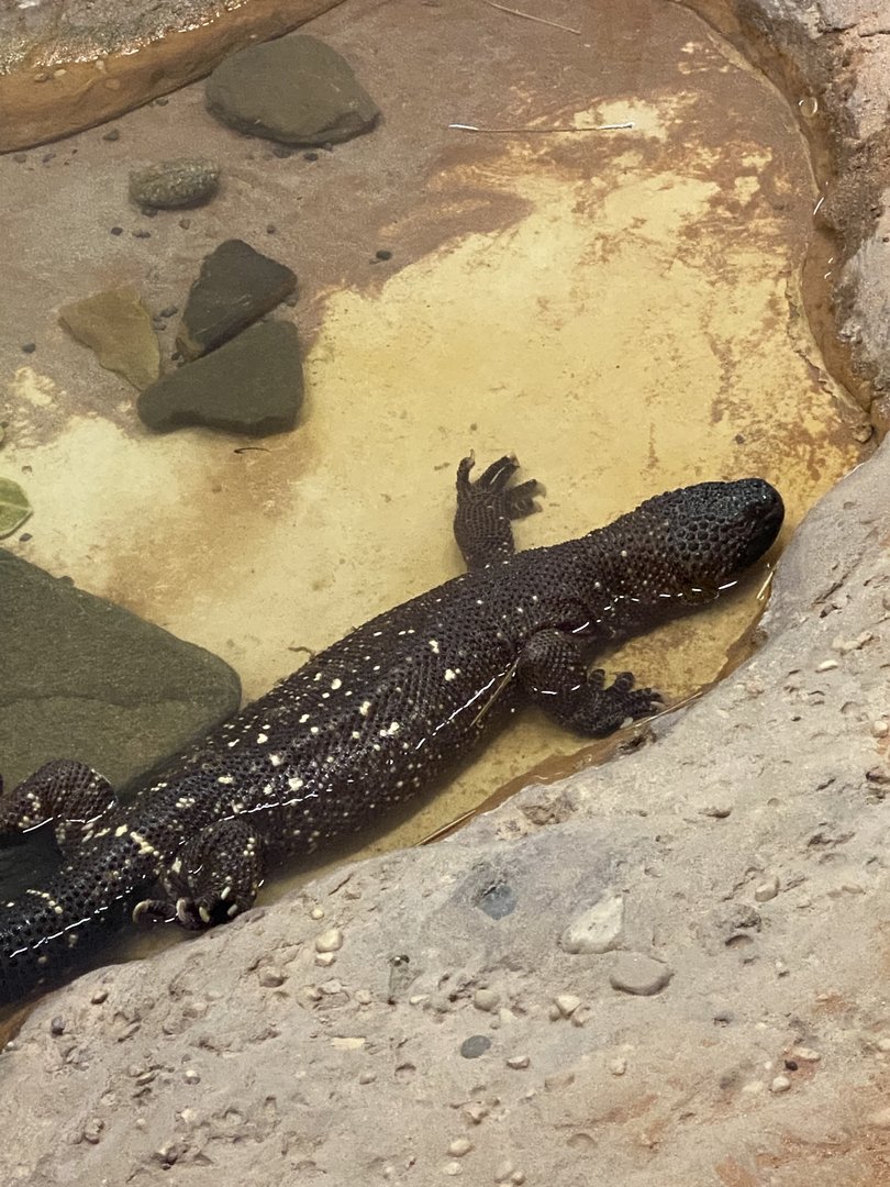 Beaded lizard lounging in pool