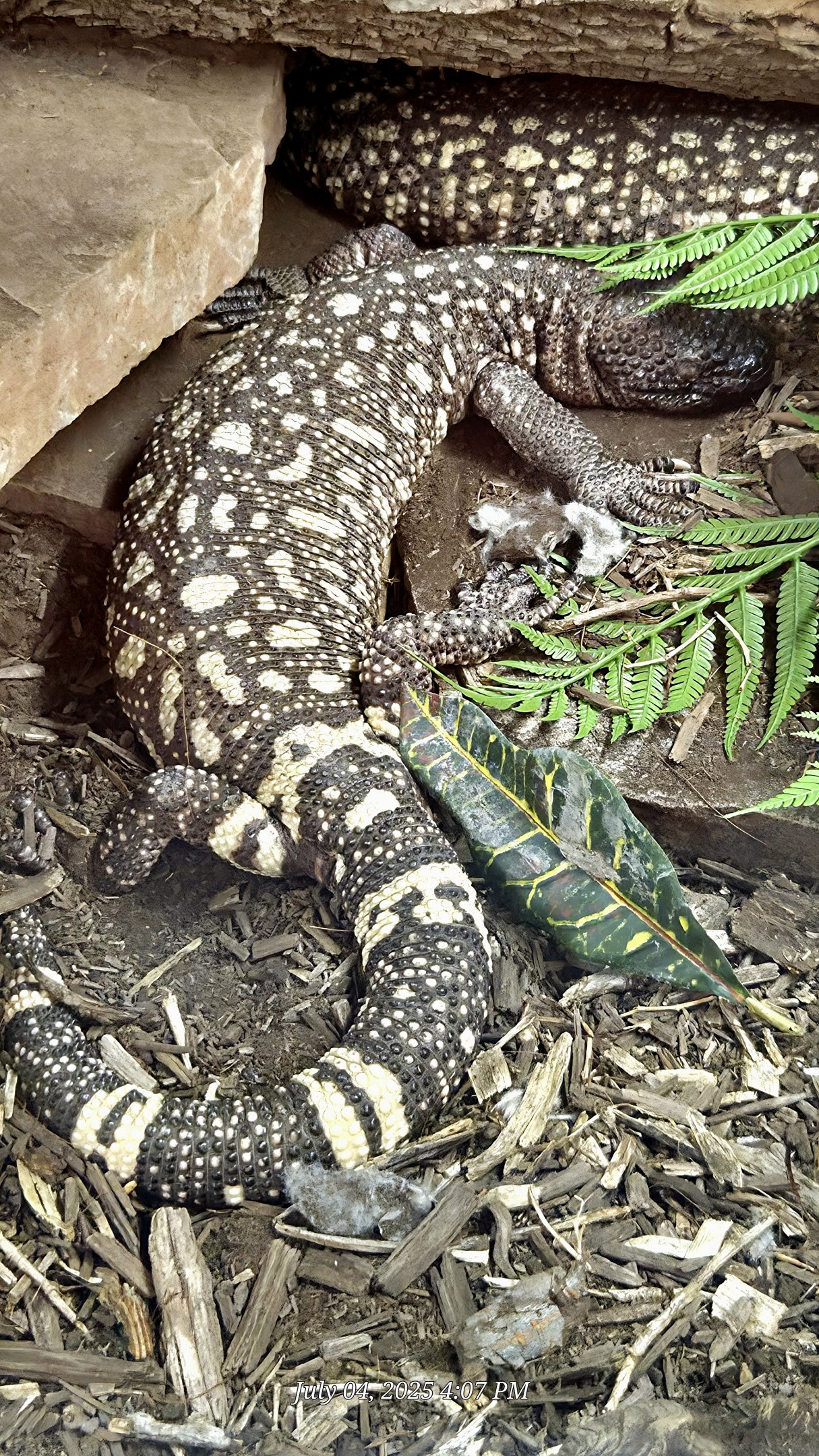 Beaded Lizard-Reptile Gardens