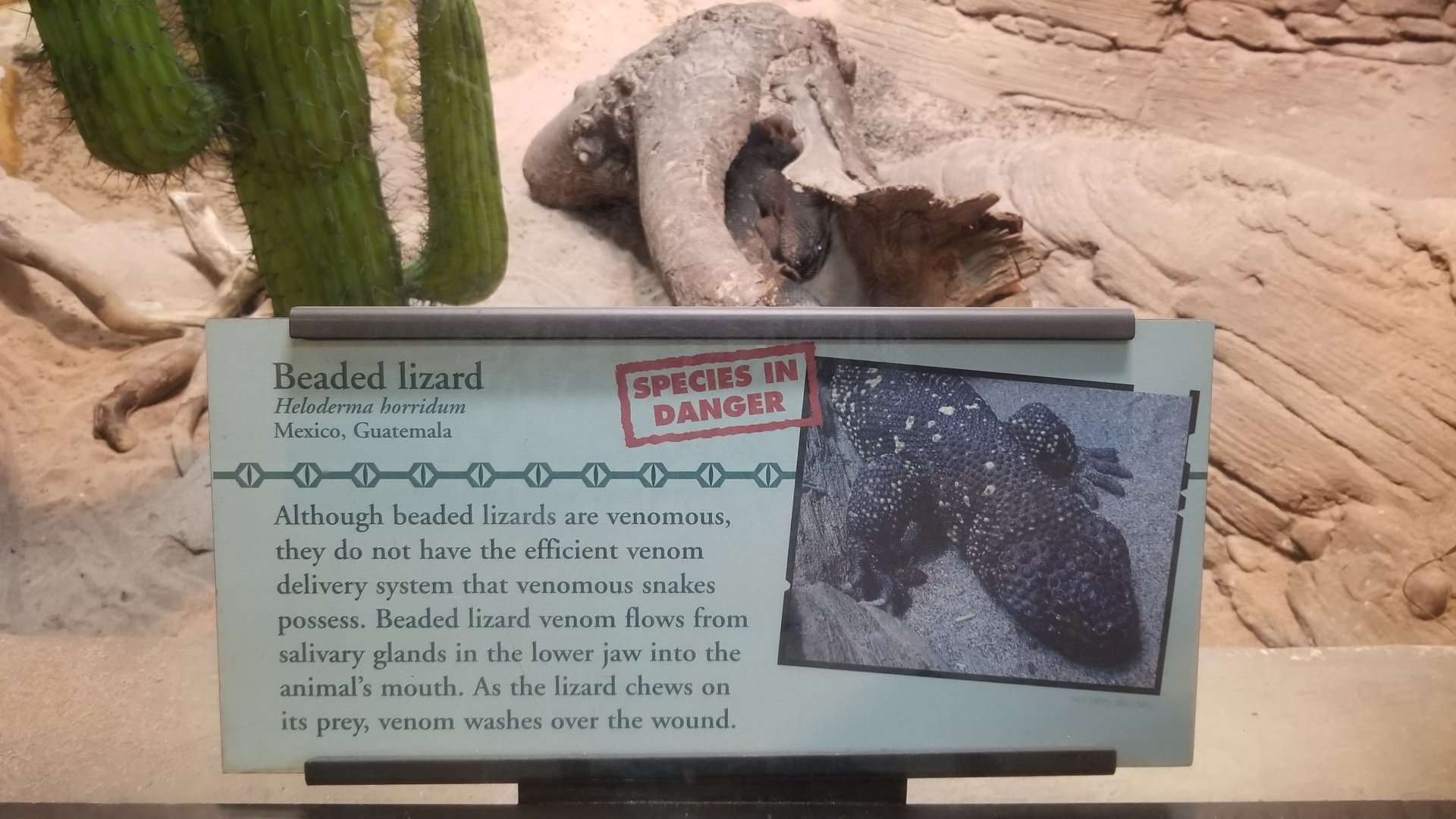 Beaded Lizard sign
