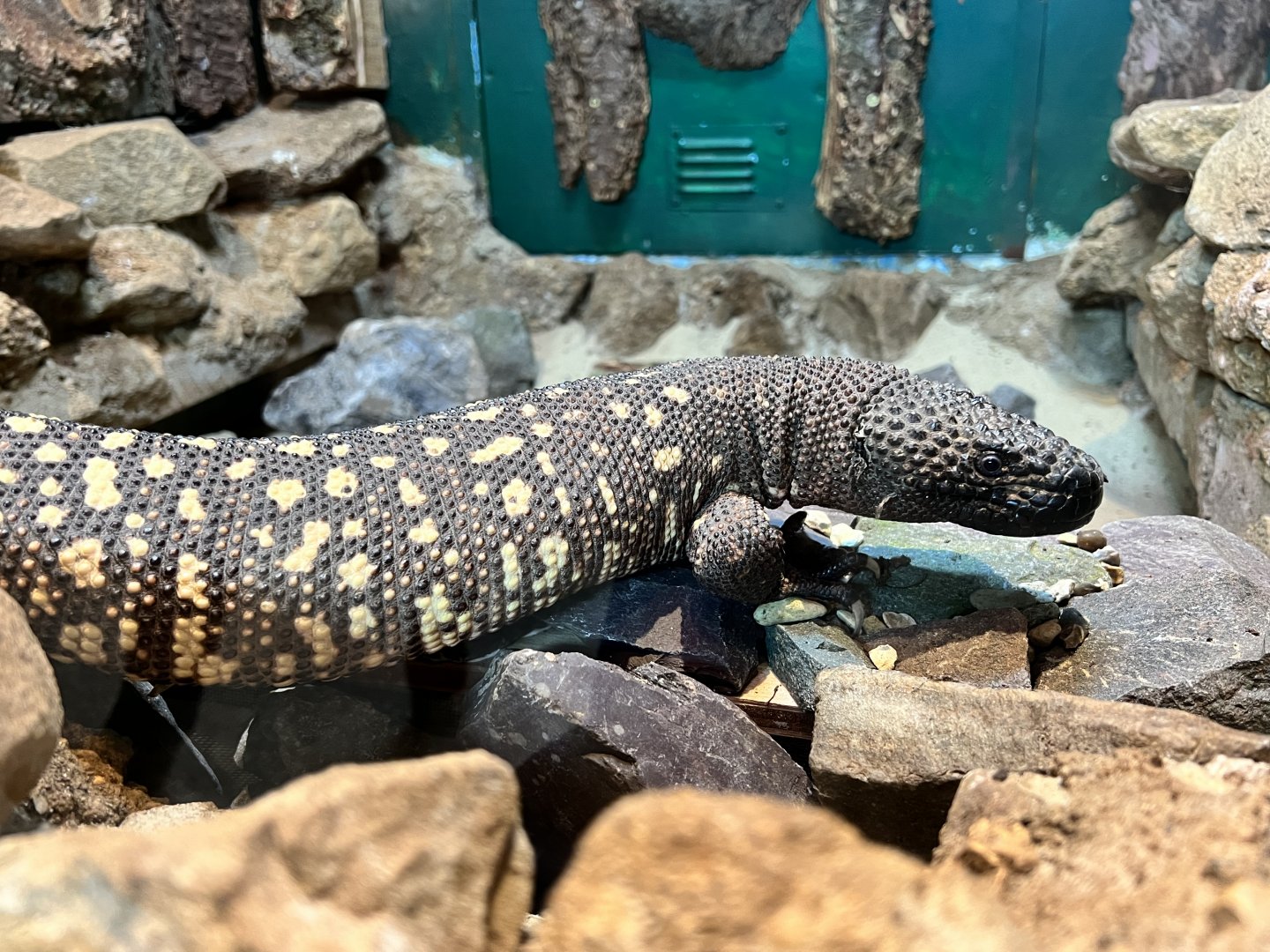 Beaded lizard, Tequila