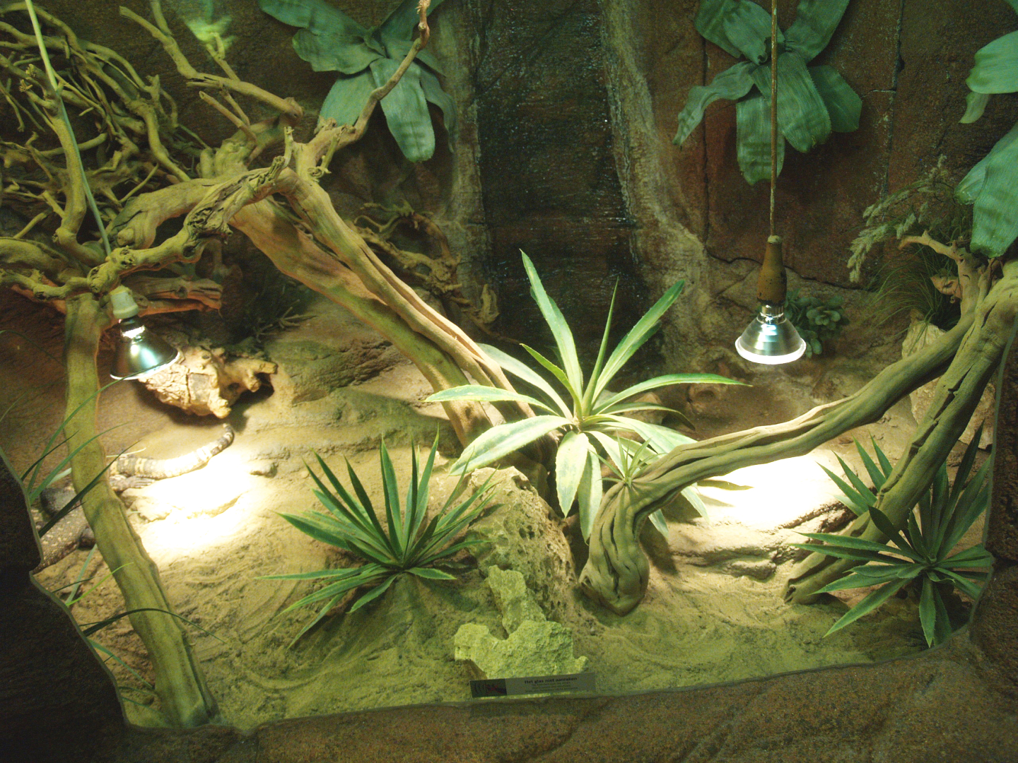 Beaded lizard terrarium, 2014-02-16