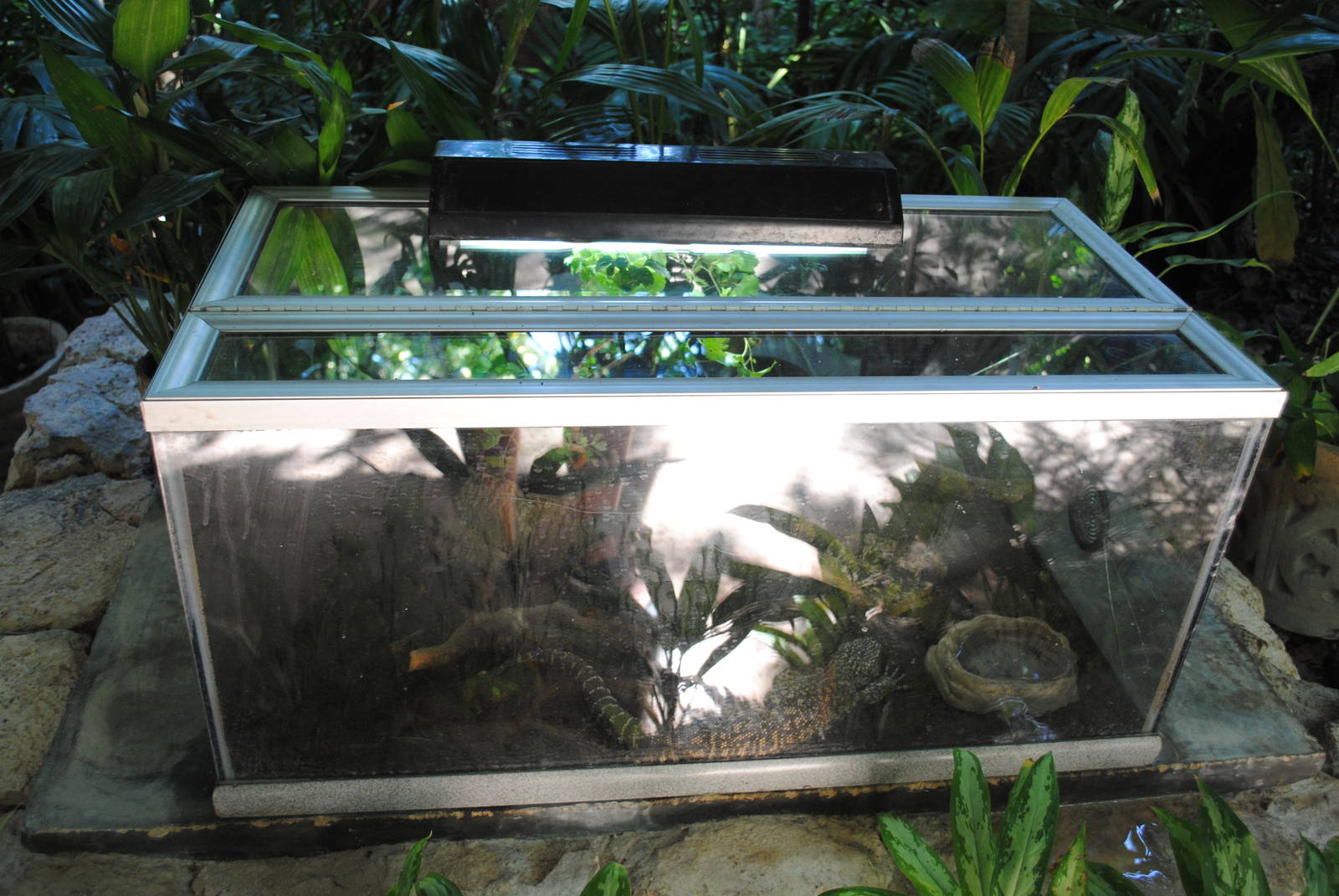 Beaded Lizard terrarium