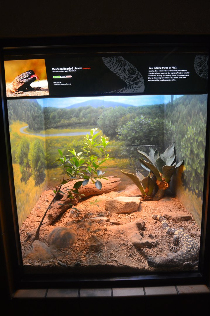 Beaded Lizard Terrarium