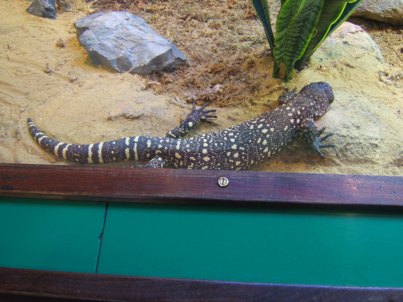 Beaded Lizard