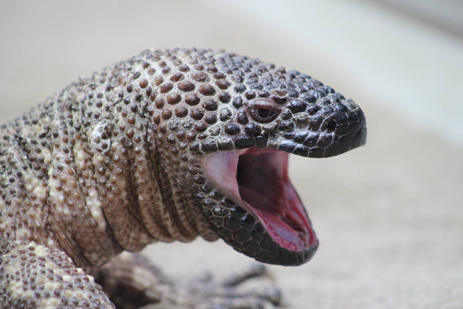 Beaded lizard