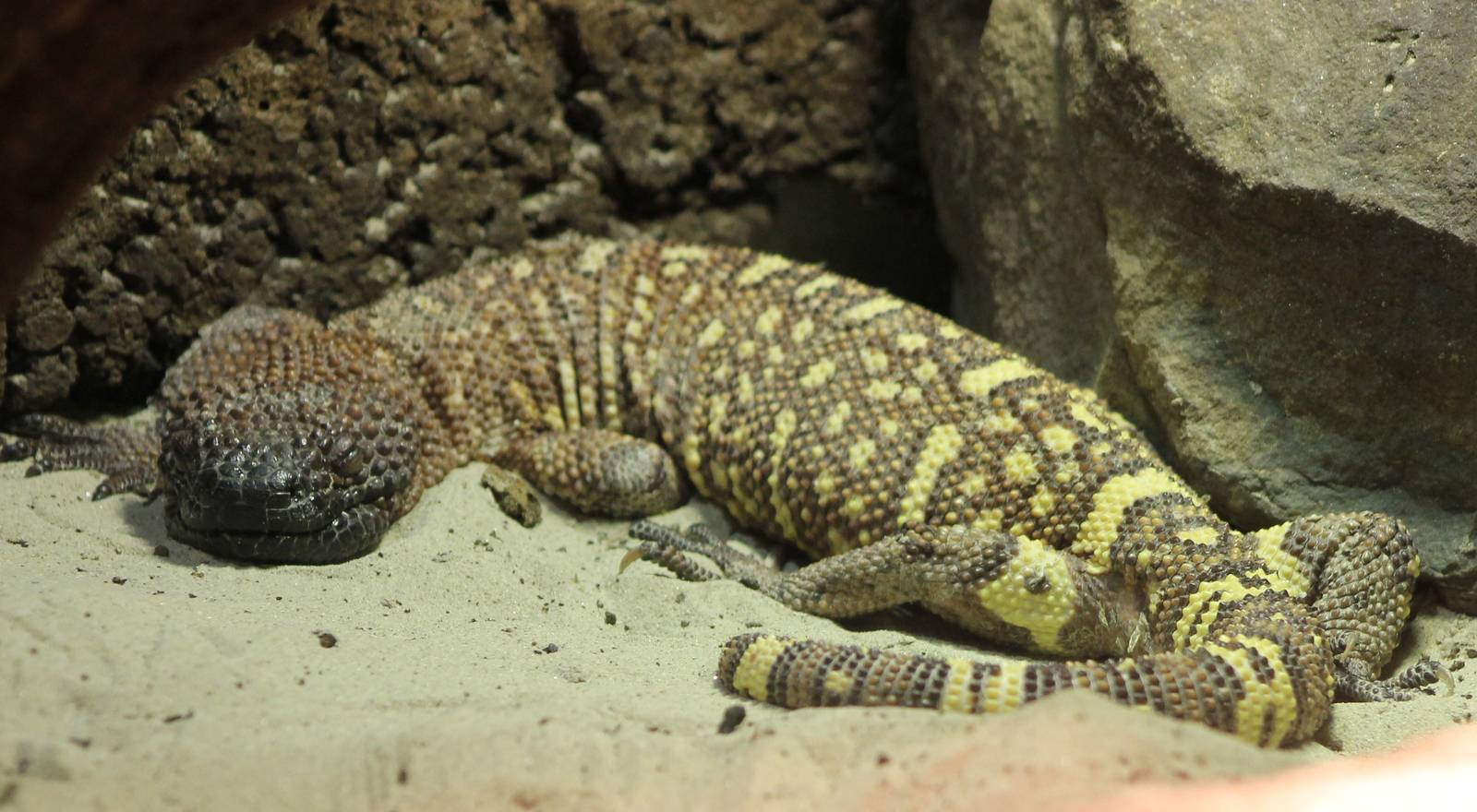 Beaded lizard