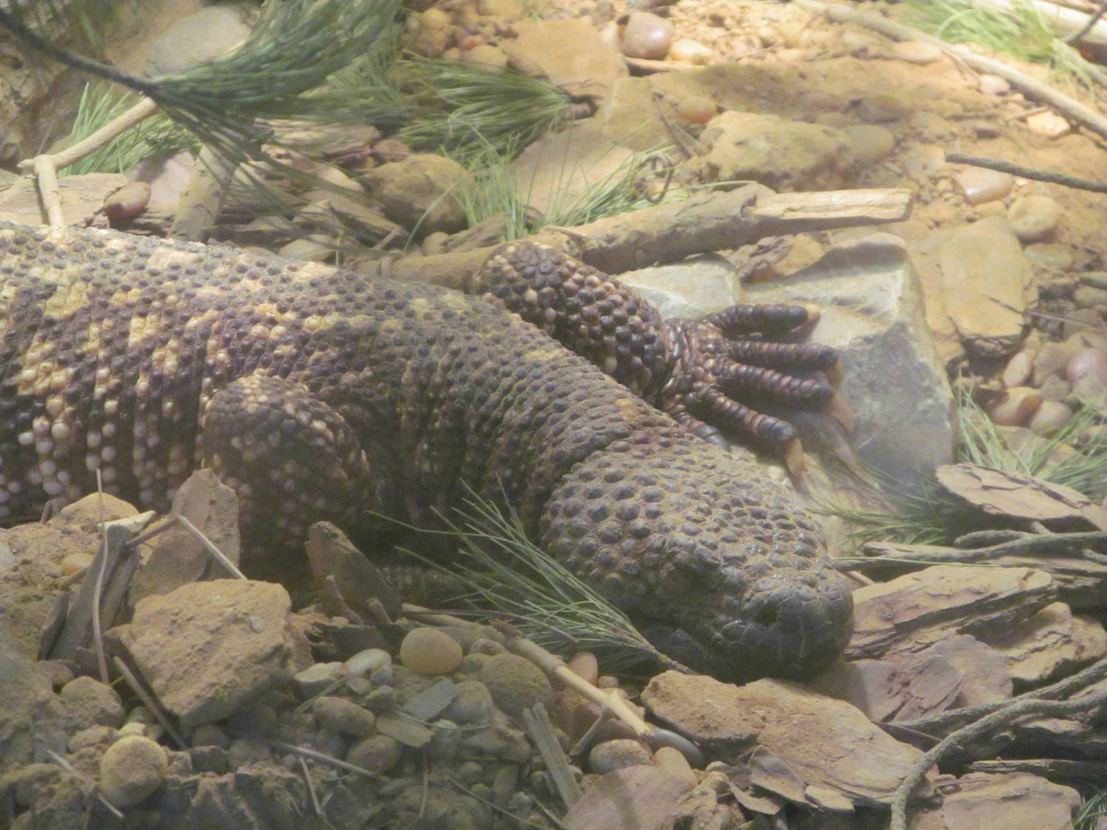 Beaded Lizard