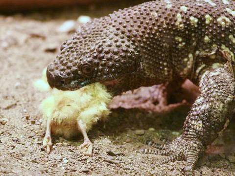 Beaded Lizard