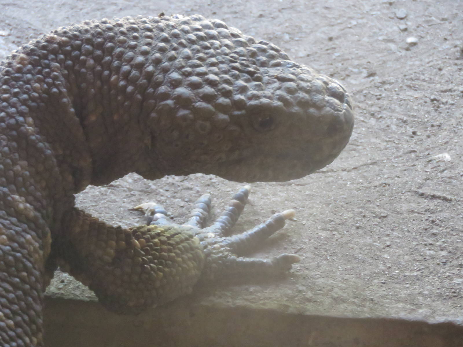 Beaded lizard