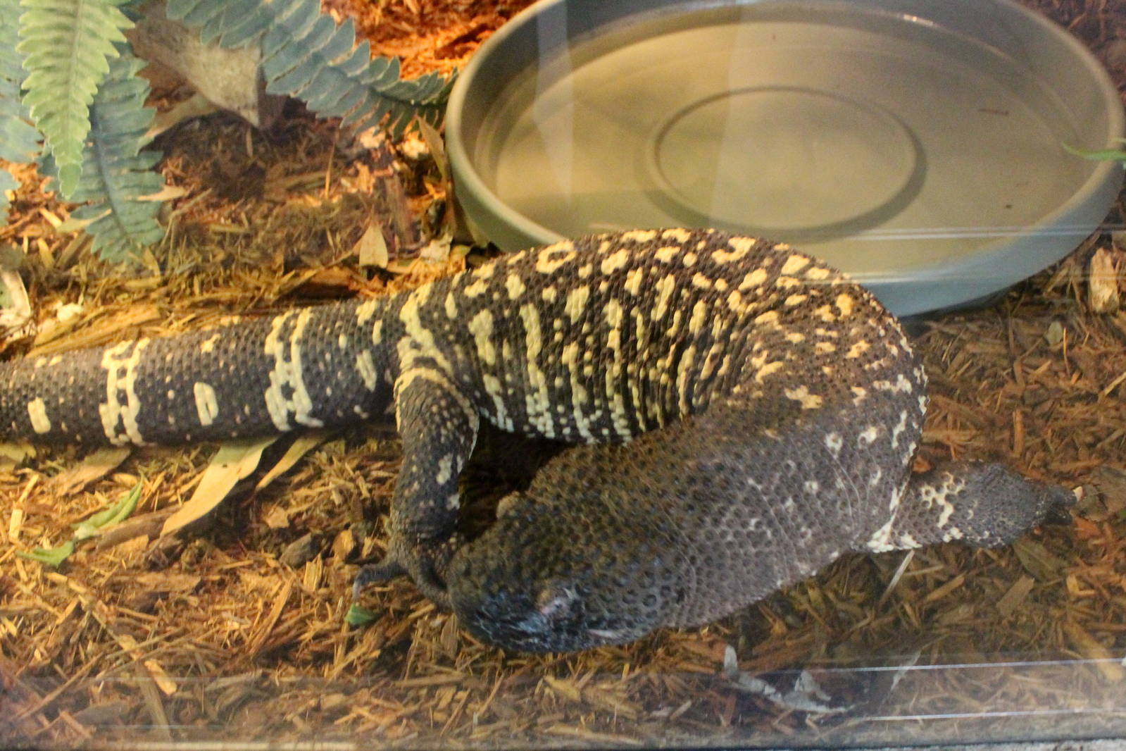 Beaded Lizard