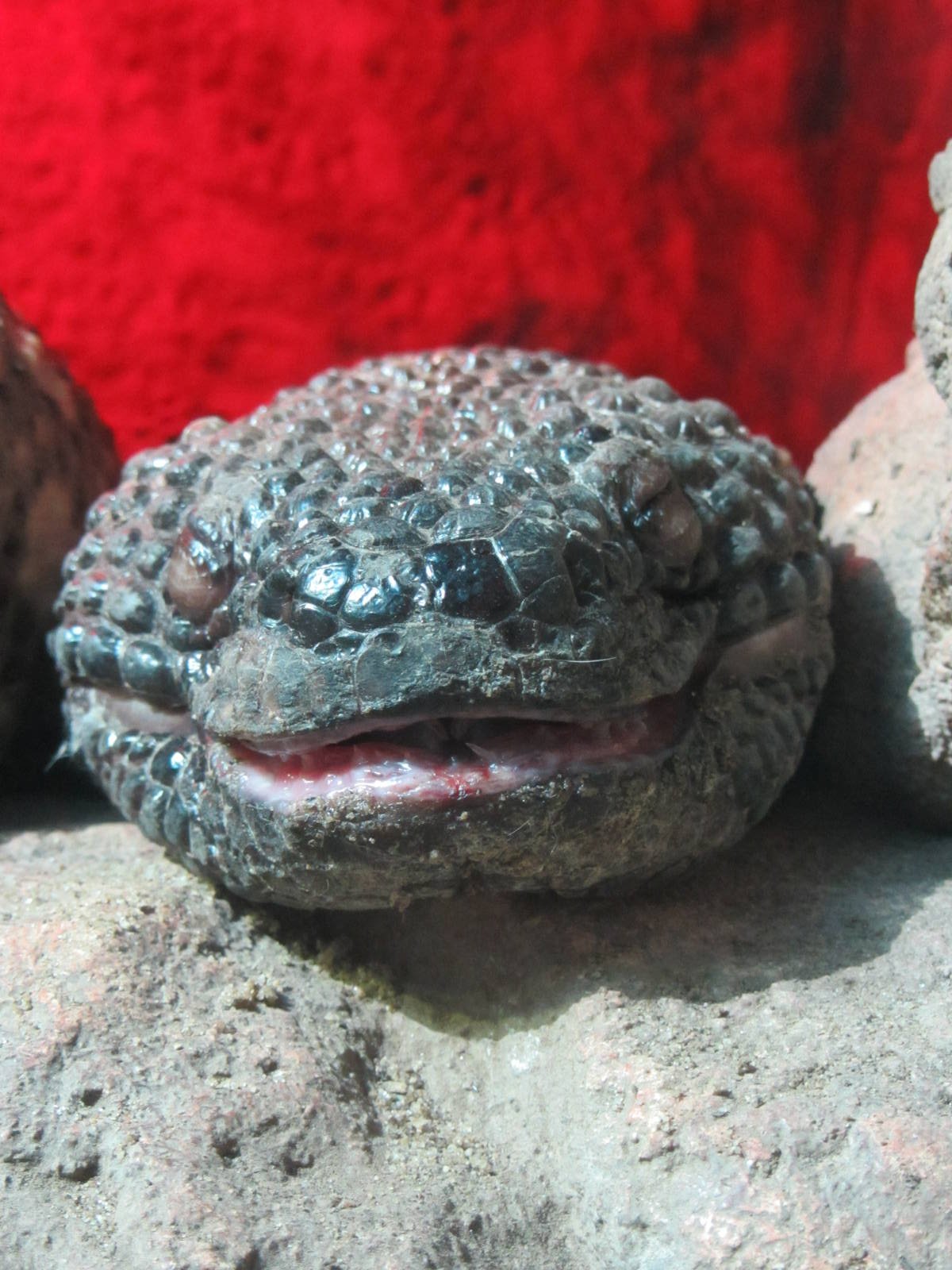 Beaded Lizard