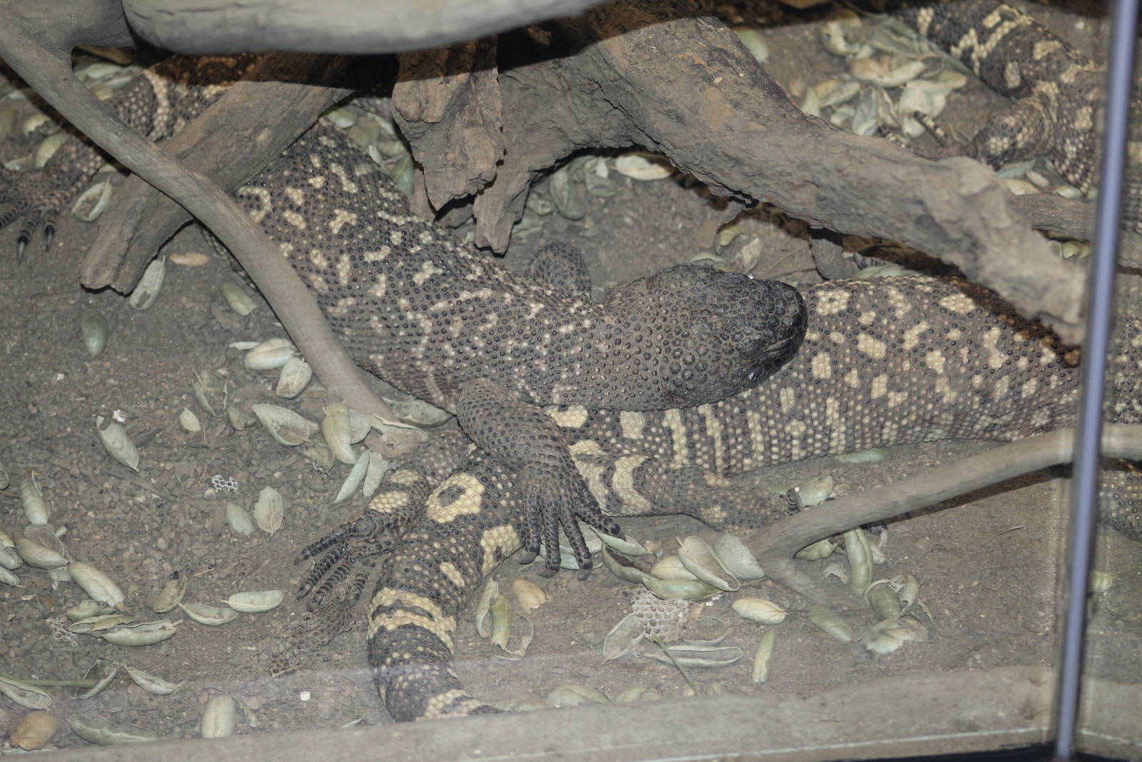 Beaded Lizard