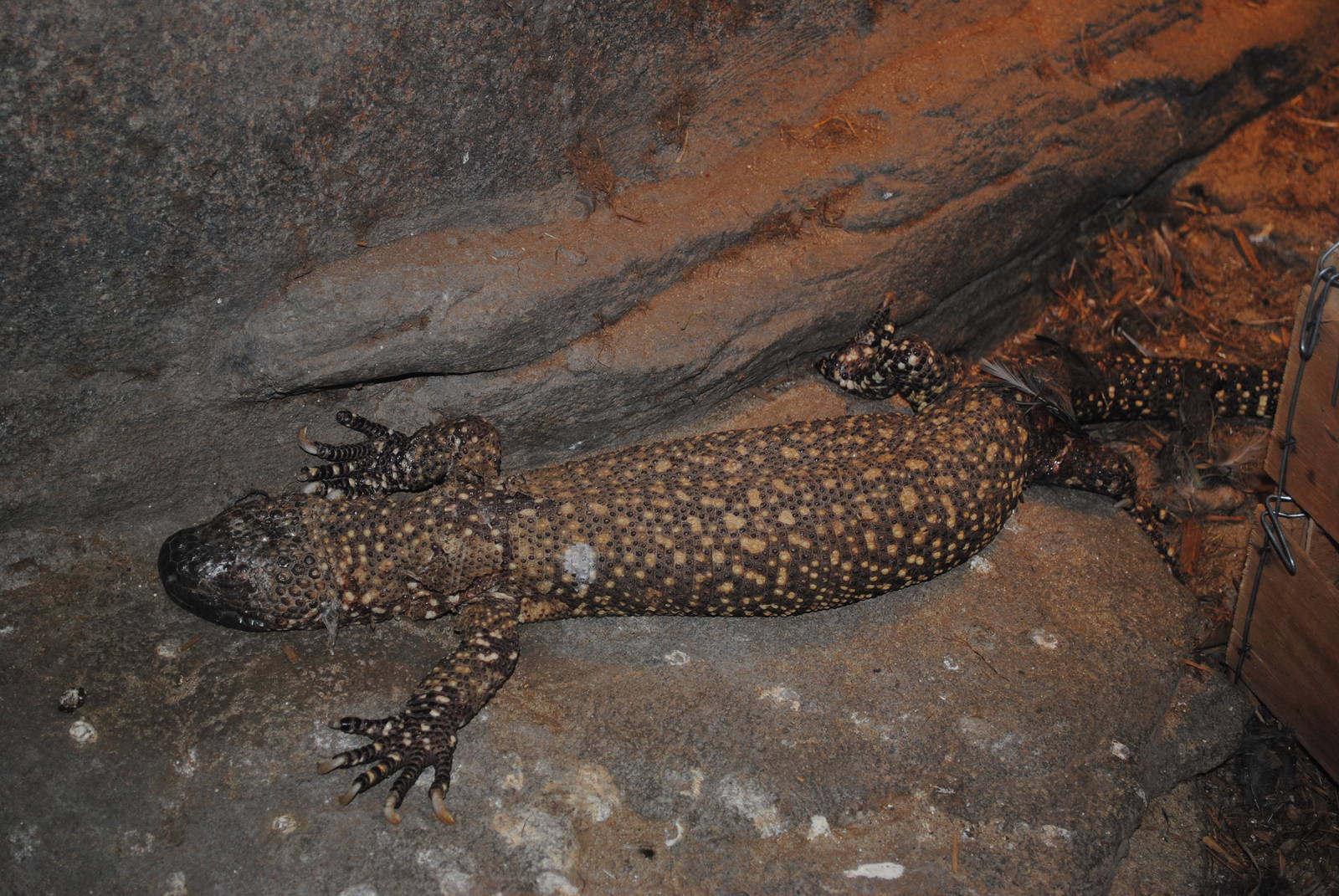 Beaded Lizard