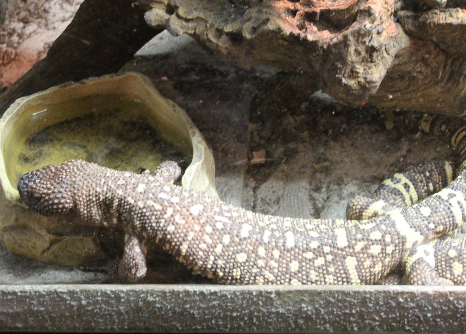 Beaded lizard
