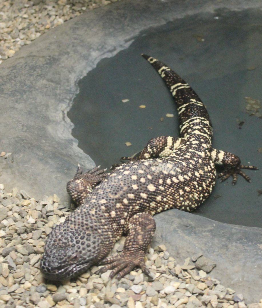 Beaded lizard
