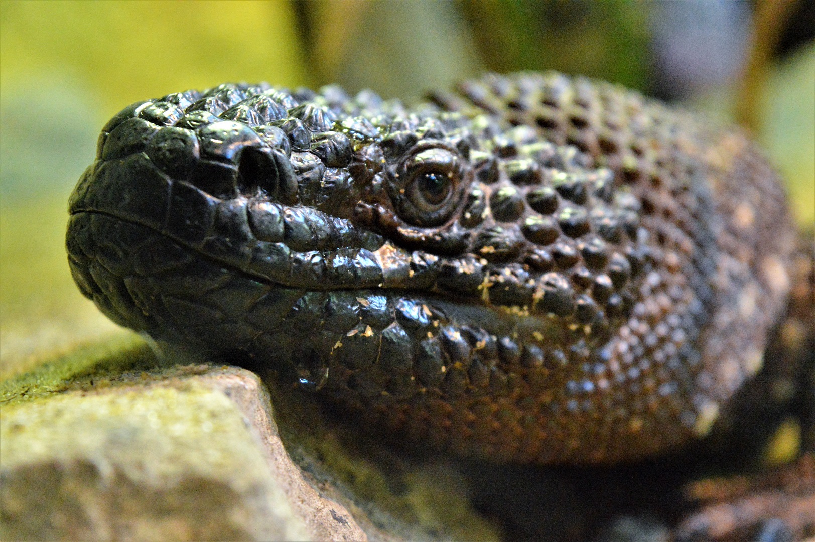 Beaded lizard