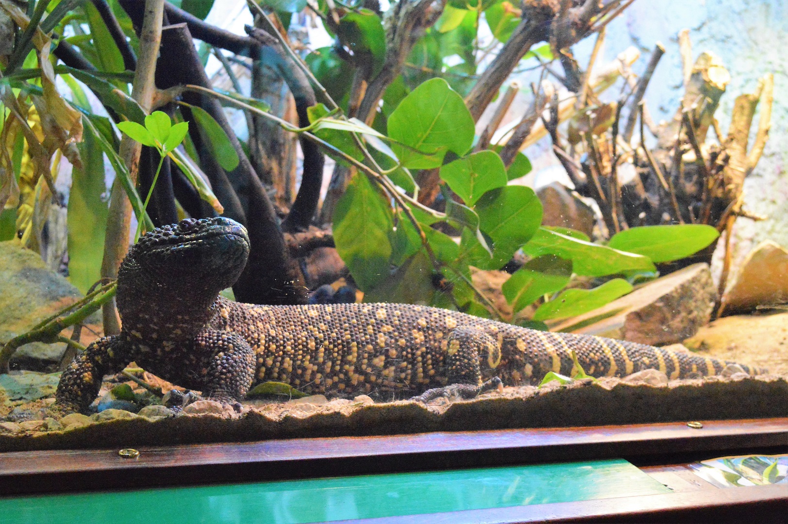 Beaded lizard