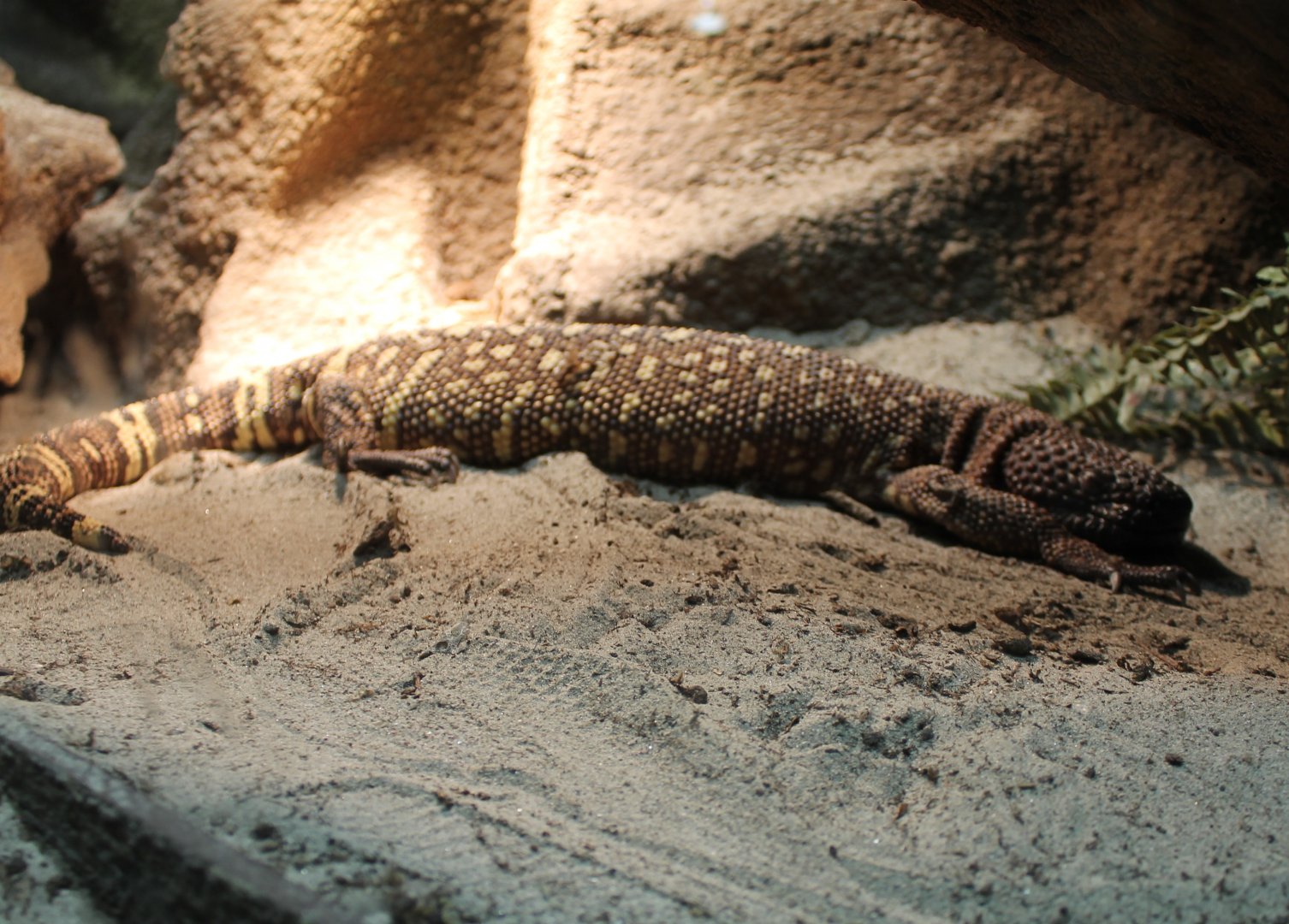 Beaded lizard
