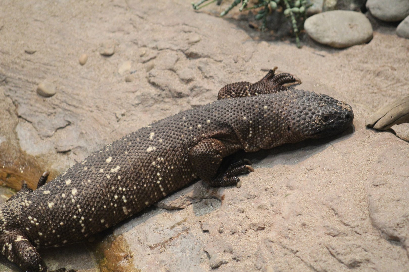 Beaded Lizard
