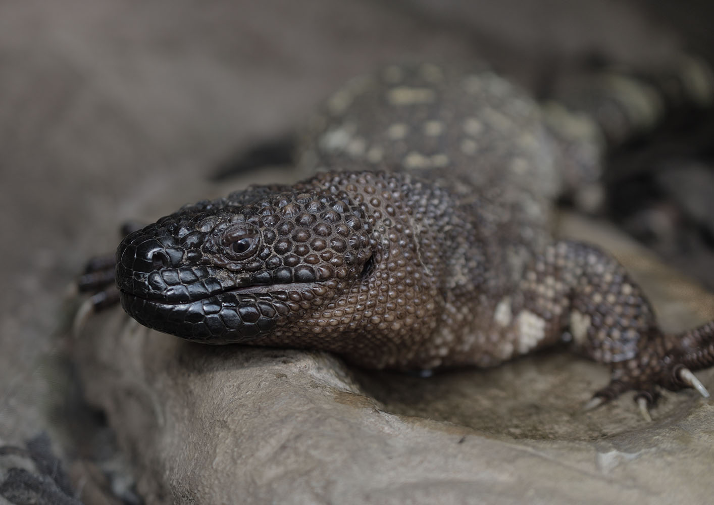 Beaded lizard