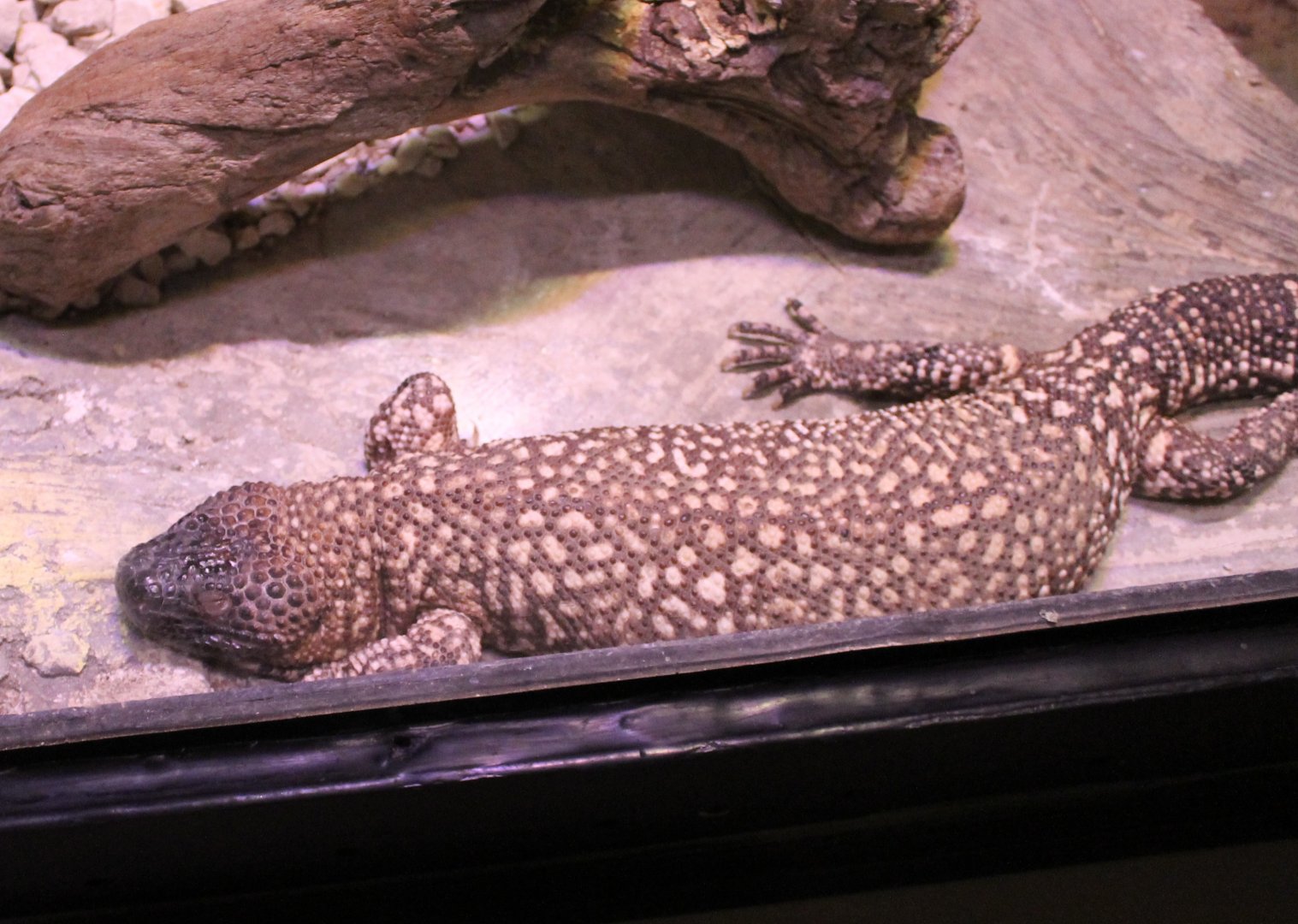 Beaded lizard