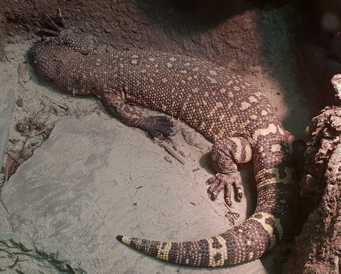 Beaded lizard