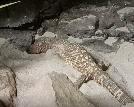 Beaded lizard