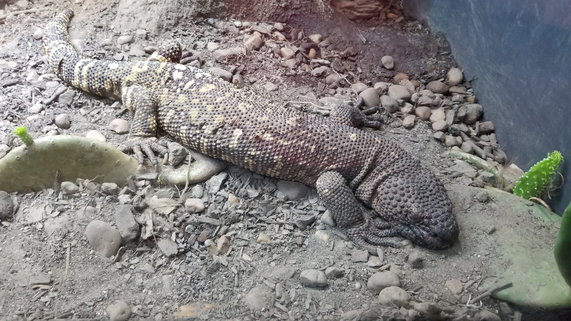 Beaded Lizard