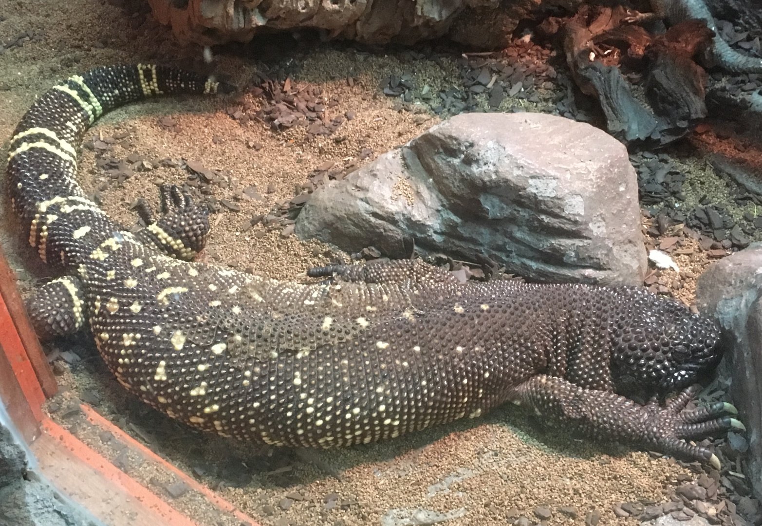 Beaded lizard