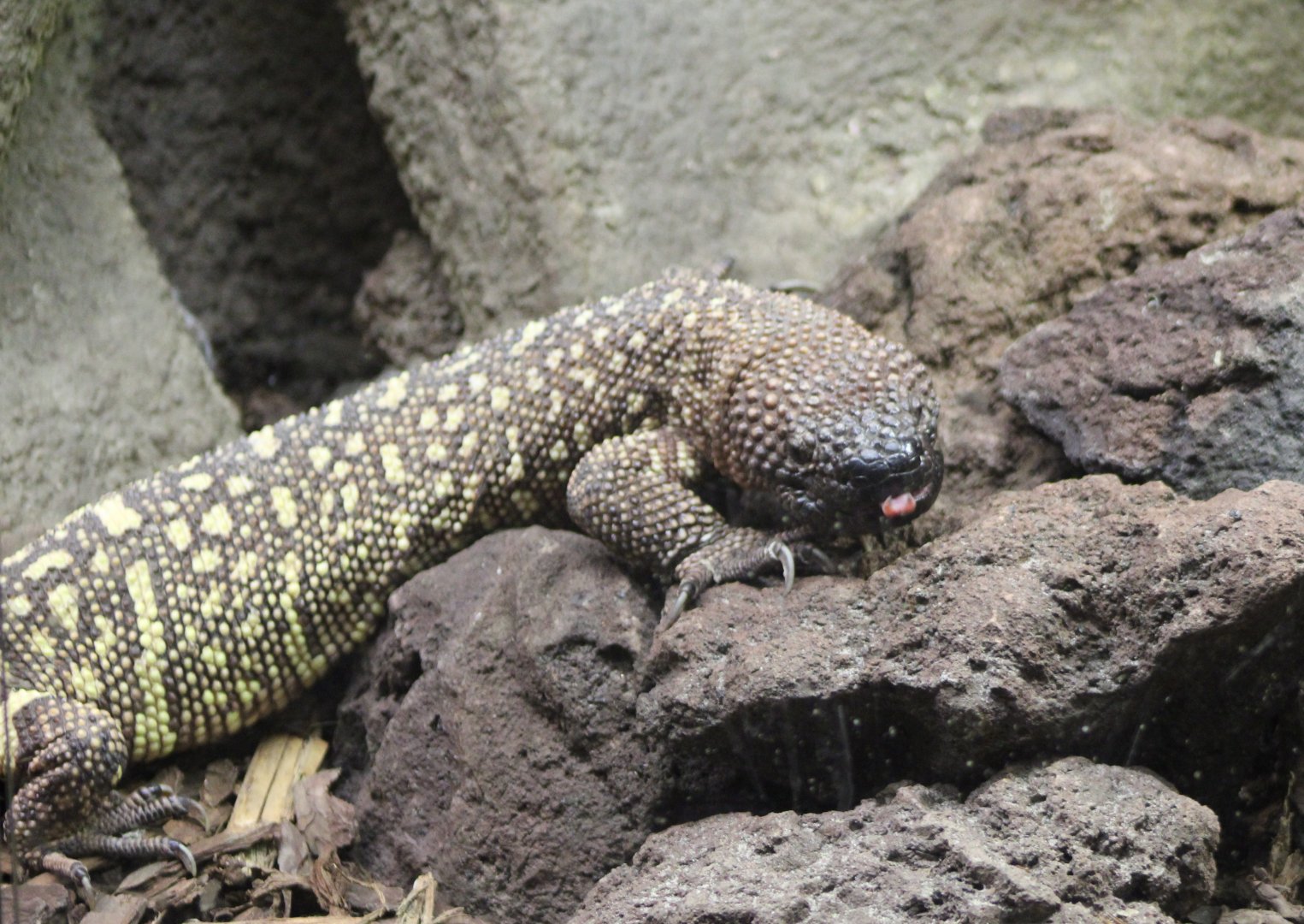 Beaded lizard