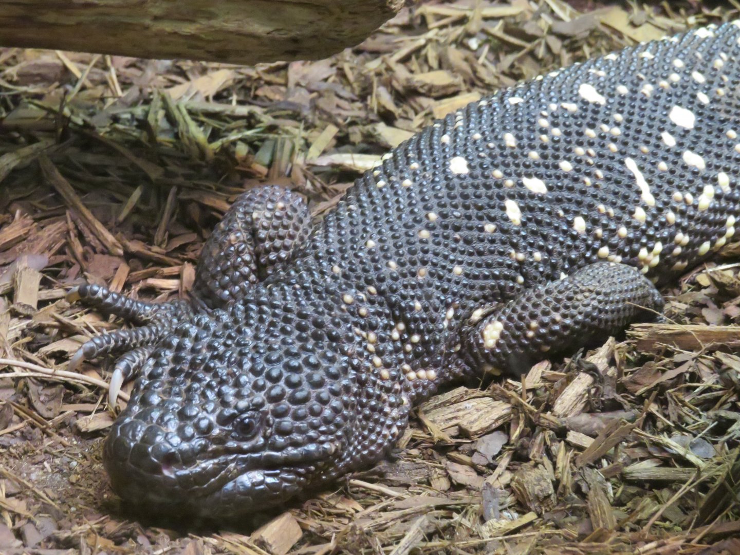 Beaded lizard