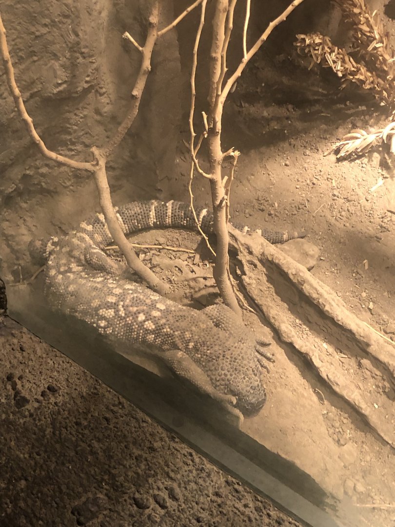 Beaded lizard