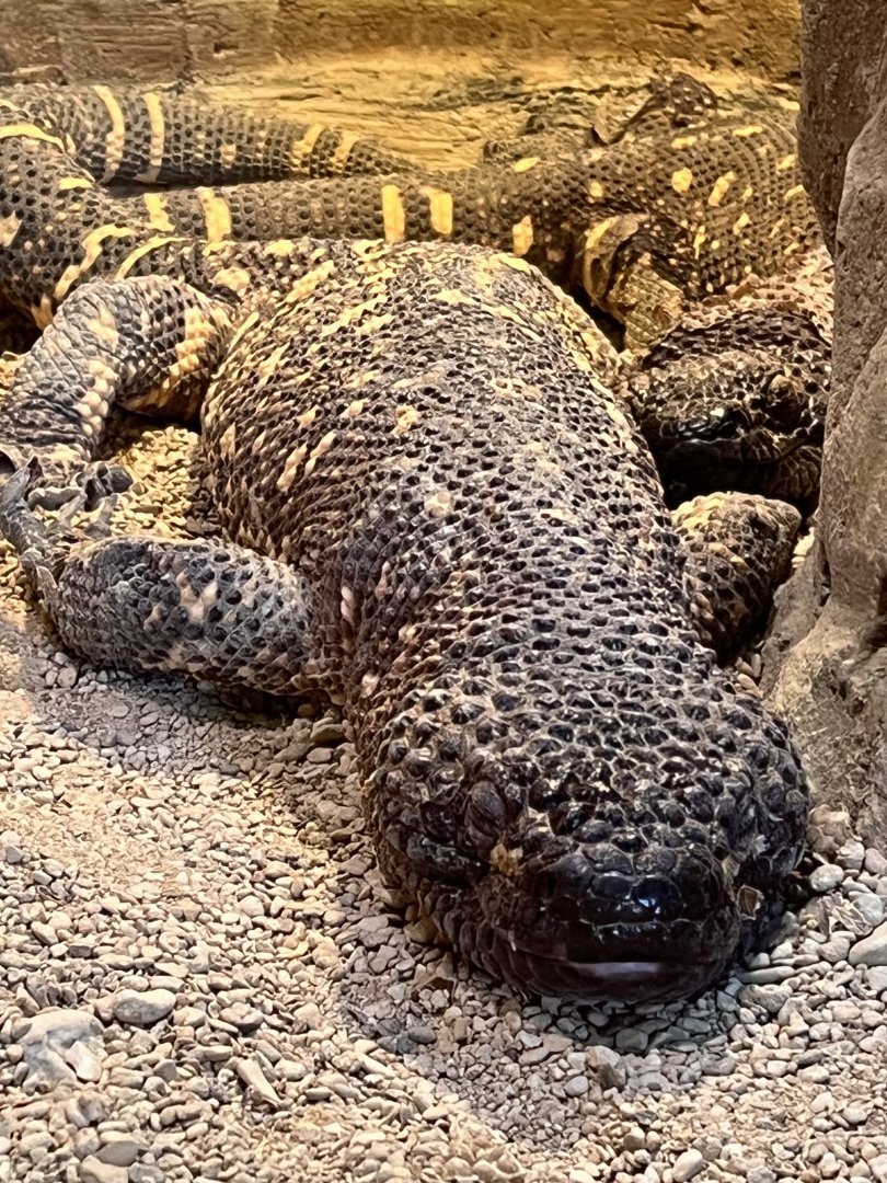 Beaded Lizard
