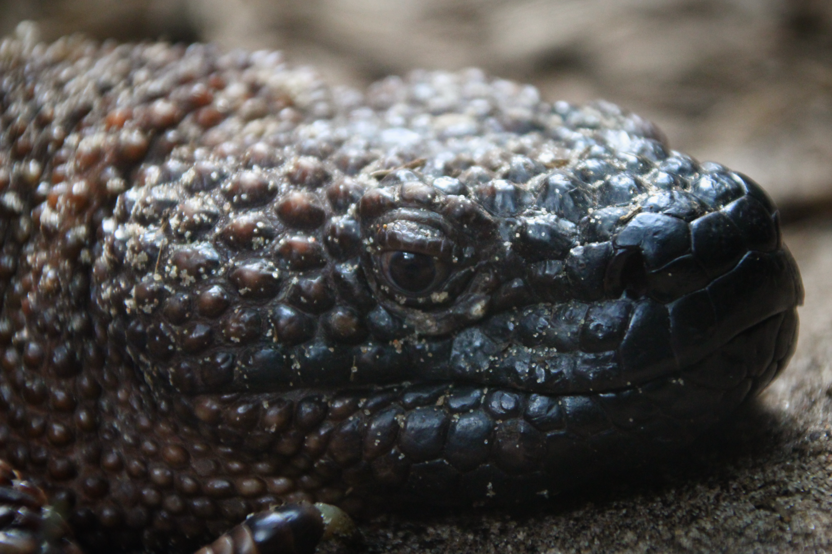 Beaded Lizard