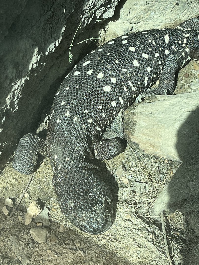 Beaded Lizard