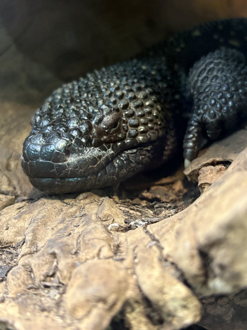 Beaded Lizard