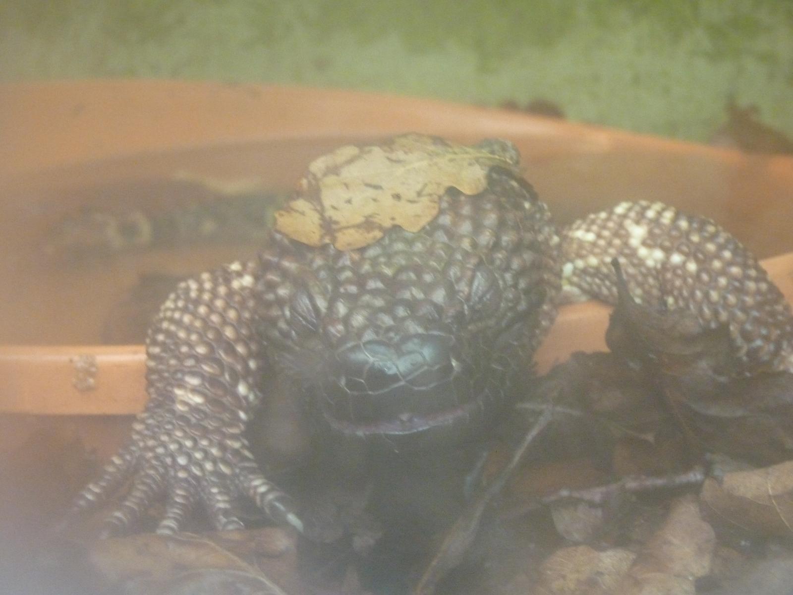 Beaded Lizard