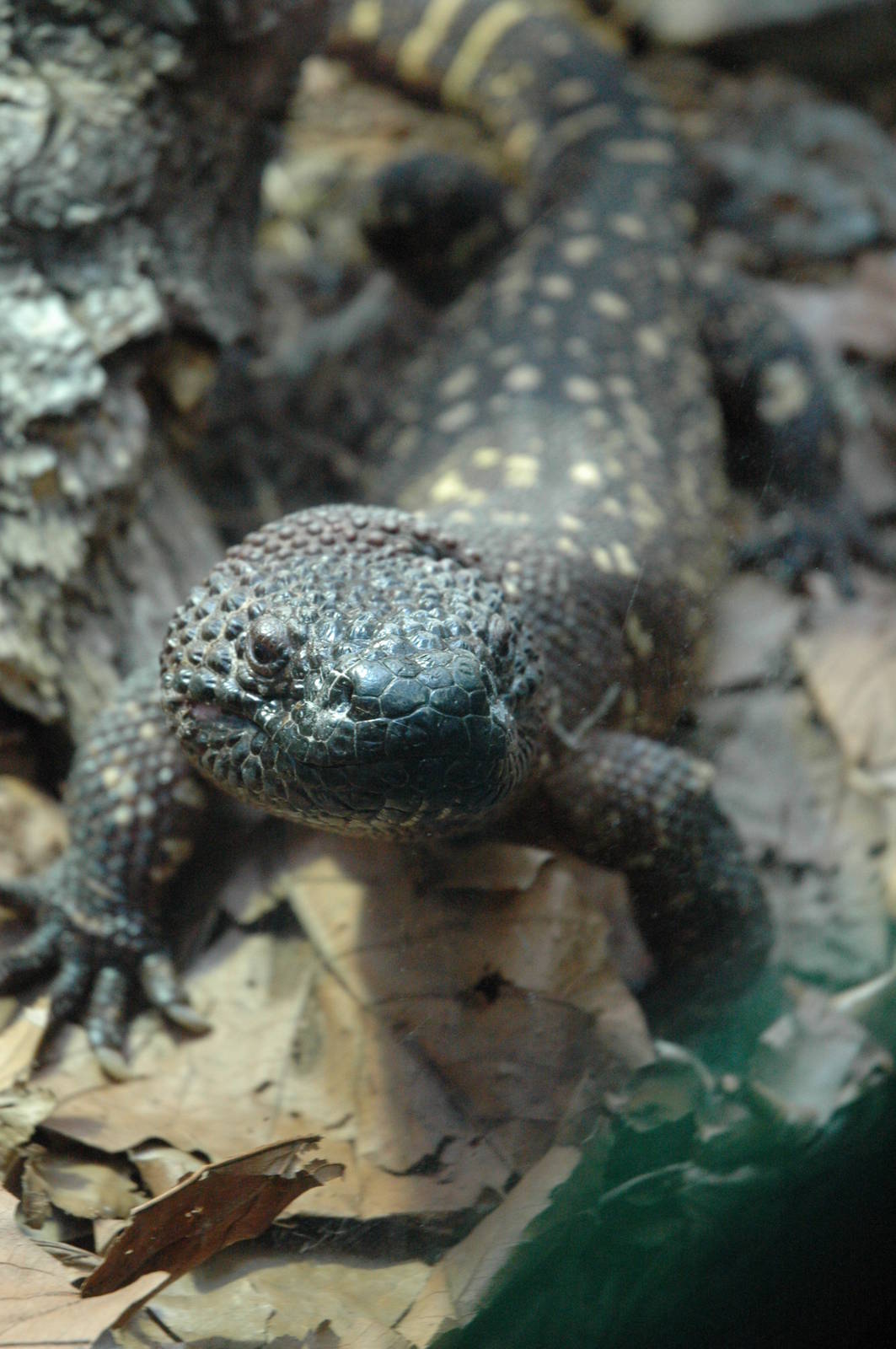 Beaded Lizard