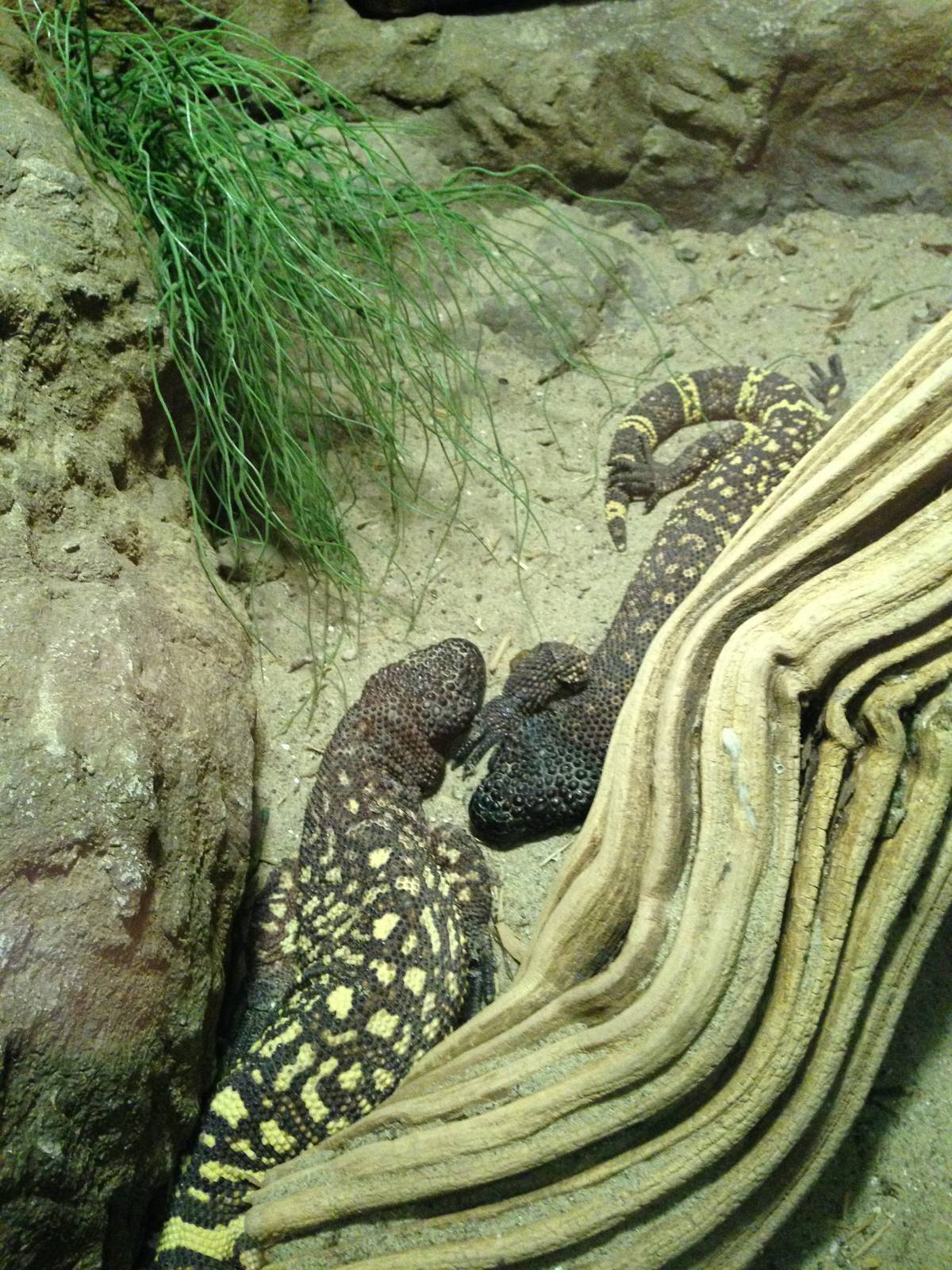 Beaded Lizards at Blue Planet Aquarium - 05/10/2013