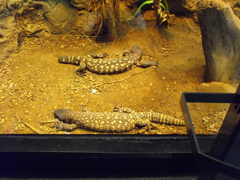 Beaded Lizards (Heloderma horridum)