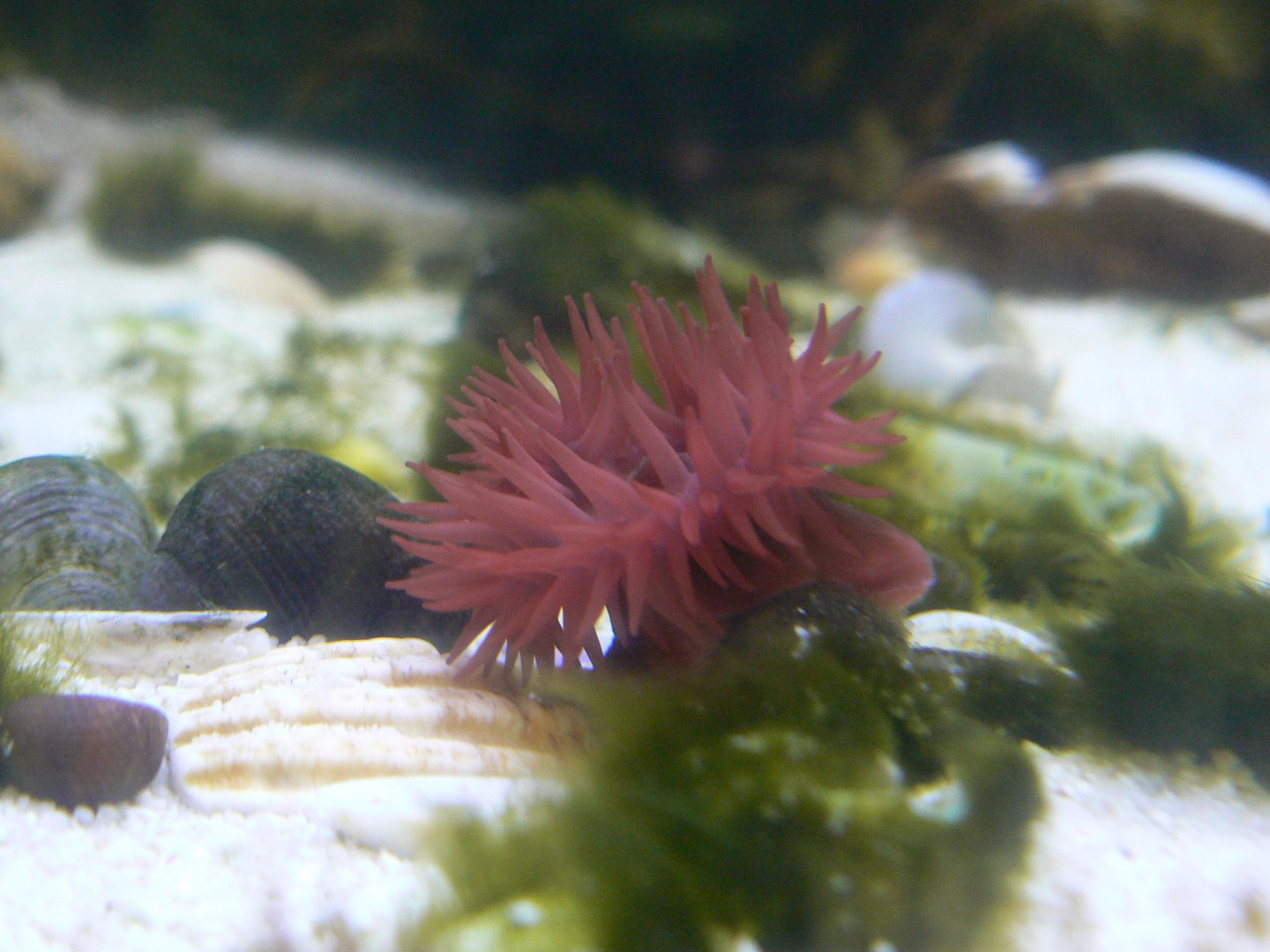 Beadlet Anemone - 27 July 2017