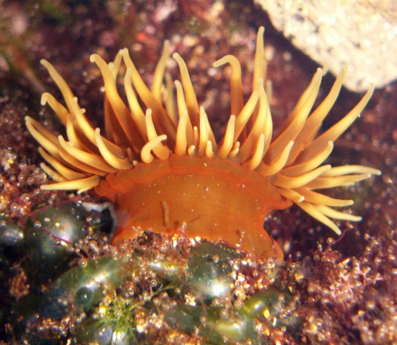 Beadlet Anemone (Actinia equina)
