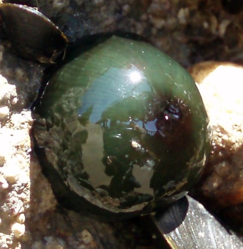 Beadlet Anemone (Actinia equina)