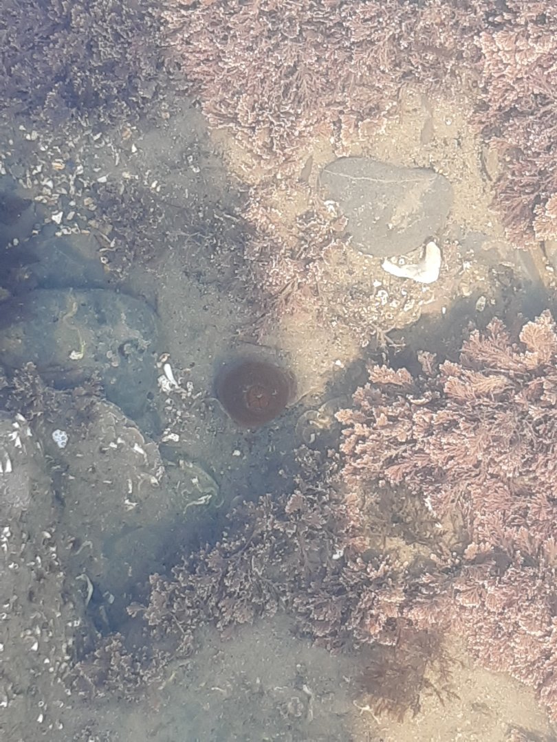 Beadlet Anemone (Actinia equina)