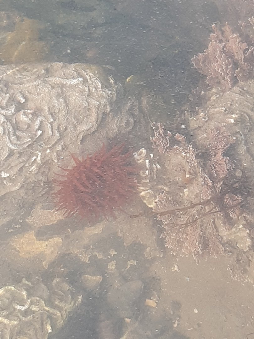 Beadlet Anemone (Actinia equina)