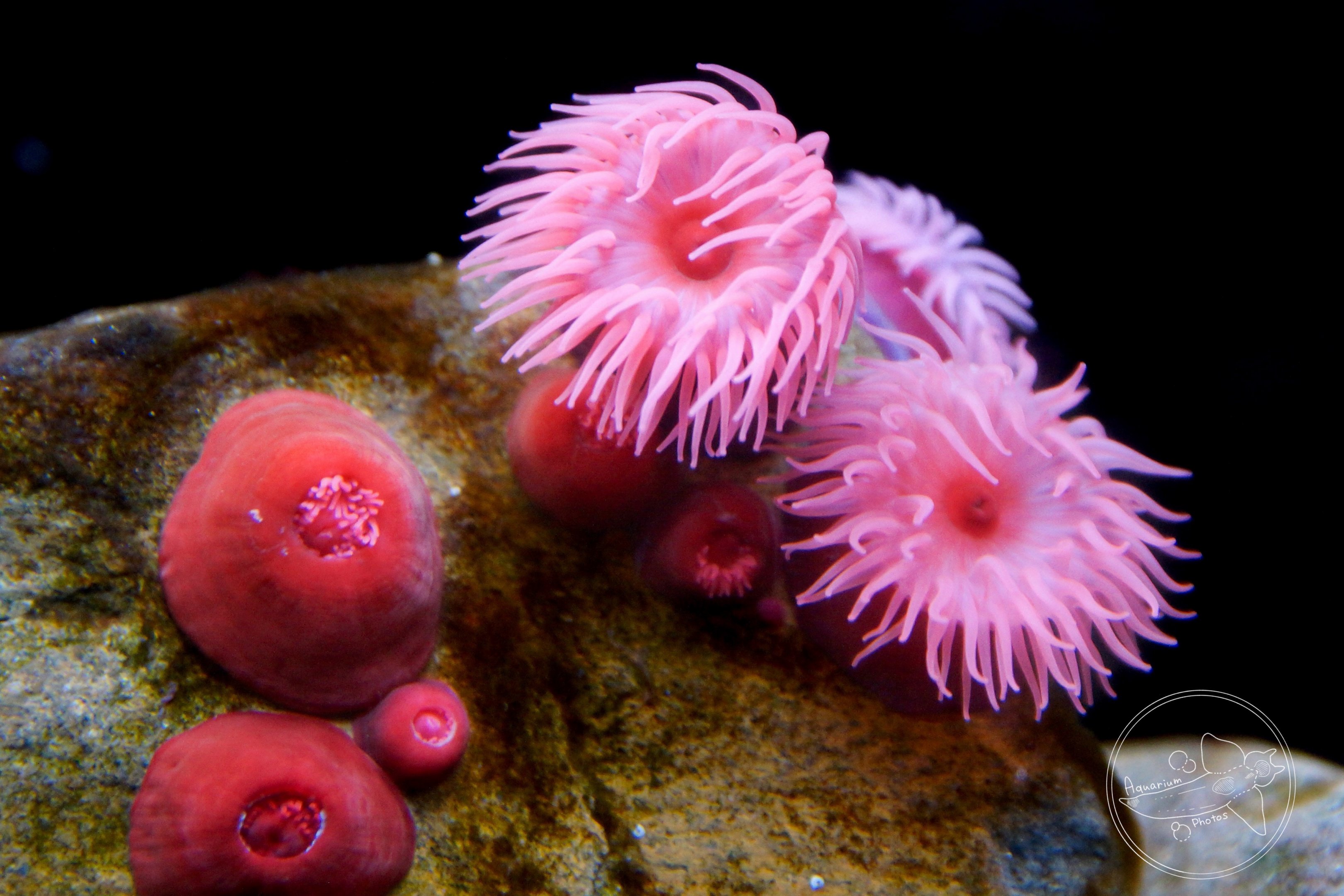 Beadlet Anemone (Actinia equina)
