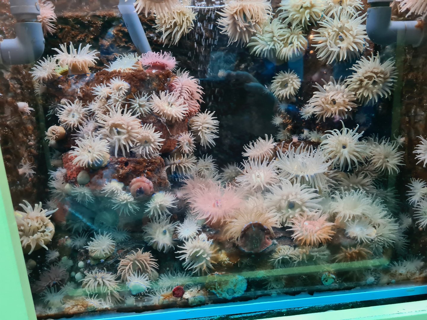Beadlet anemone and netted dogwhelk tank